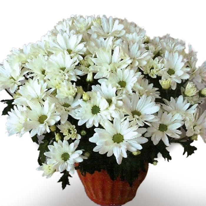 Memorial Daisy Chrysanthemum Memorial Daisy Chrysanthemum